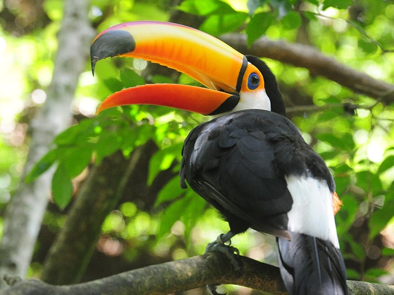 A foto mostra um tucano, que pode ser visto no Parque das Aves em Foz do Iguaçu.