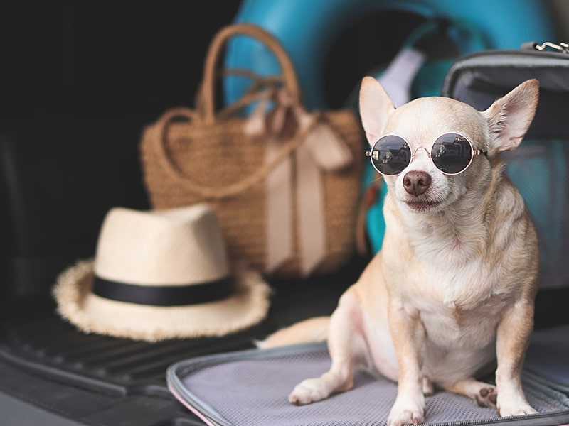 A imagem mostra um Chihuahua de óculos escuros sentado em uma mala, cercado por um chapéu e uma bolsa de praia. O cenário sugere preparação para uma viagem, destacando a ideia de viajar com seu pet. O ambiente é acolhedor e convidativo, ideal para ilustrar a experiência de levar um animal de estimação em aventuras.